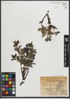 Foto von Salix myrsinites L.